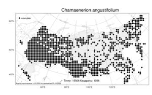 Chamaenerion angustifolium, Иван-чай узколистный (L.) Scop., Атлас флоры России (FLORUS) (Россия)