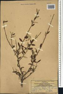 Prunus incana (Pall.) Steven, Кавказ, Армения (K5) (Армения)