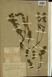 Змееголовник тимьяноцветковый L., Восточная Европа, Волжско-Камский район (E7) (Россия)