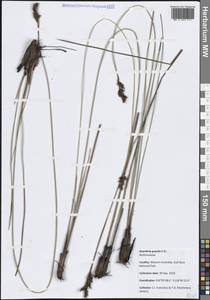 Anarthria gracilis R.Br., Австралия и Океания (AUSTR) (Австралия)