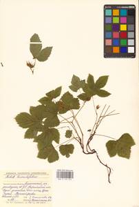 Костяника хмелелистная C.A.Mey., Восточная Европа, Северный район (E1) (Россия)