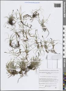 Осока аргунская Turcz. ex Trevir., Сибирь, Дальний Восток (S6) (Россия)