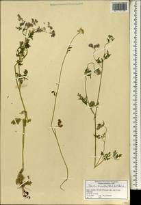Torilis tenella (Delile) Rchb. fil., Зарубежная Азия (ASIA) (Израиль)