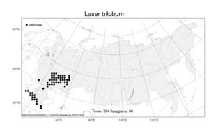 Laser trilobum, Лазурник трехлопастный (L.) Borkh., Атлас флоры России (FLORUS) (Россия)