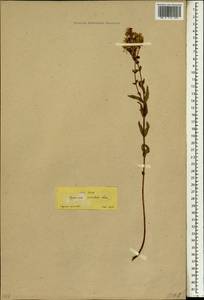 Hypericum perfoliatum L., Зарубежная Азия (ASIA) (Турция)