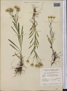 Solidago ptarmicoides (Torr. & A. Gray) B. Boivin, Америка (AMER) (Канада)