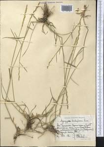 Thinopyrum intermedium subsp. intermedium, Средняя Азия и Казахстан, Памир и Памиро-Алай (M2) (Таджикистан)