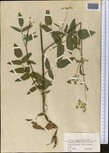 Поручейник сахарный L., Средняя Азия и Казахстан, Джунгарский Алатау и Тарбагатай (M5) (Казахстан)