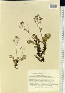 Micranthes punctata (L.) Losinsk., Сибирь, Дальний Восток (S6) (Россия)