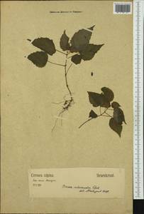 Circaea ×intermedia Ehrh., Западная Европа (EUR) (Германия)