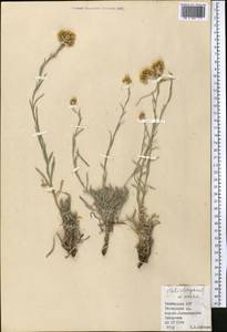 Цмин Мусы Nevski, Средняя Азия и Казахстан, Памир и Памиро-Алай (M2) (Таджикистан)