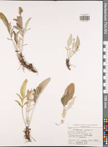 Псефеллюс Маршалла (Spreng.) K.Koch, Восточная Европа, Центральный район (E4) (Россия)