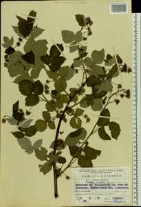 Малина обыкновенная L., Восточная Европа, Московская область и Москва (E4a) (Россия)