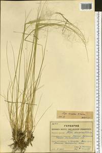 Ковыль Крылова Roshev., Сибирь, Западный (Казахстанский) Алтай (S2a) (Казахстан)