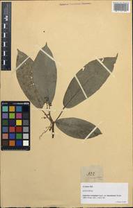 Dendrocnide luzonensis (Wedd.) Chew, Зарубежная Азия (ASIA) (Филиппины)