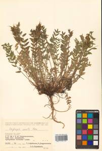 Oxytropis adamsiana subsp. erecta (Kom.) Kuvaev, Сибирь, Чукотка и Камчатка (S7) (Россия)