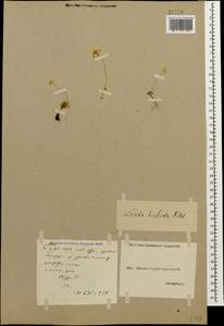 Крупка щетинистая Willd., Кавказ, Грузия (K4) (Грузия)