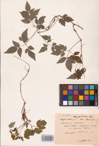 Княжик сибирский (L.) Mill., Восточная Европа, Восточный район (E10) (Россия)