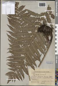 Чистоустовник азиатский (Fernald) Fraser-Jenk., Сибирь, Дальний Восток (S6) (Россия)