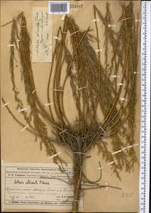 Полынь пятидольчатая Trautv., Средняя Азия и Казахстан, Муюнкумы, Прибалхашье и Бетпак-Дала (M9) (Казахстан)