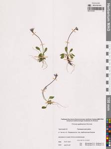 Первоцвет эгаликский Wormsk. ex Hornem., Сибирь, Чукотка и Камчатка (S7) (Россия)