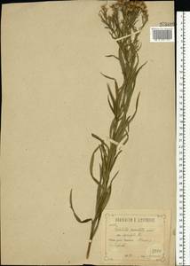 Galatella sedifolia subsp. sedifolia, Восточная Европа, Центральный лесостепной район (E6) (Россия)