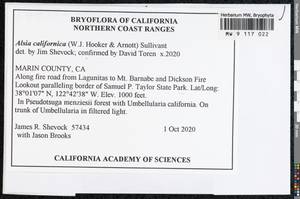 Neckera californica Hook. & Arn., Гербарий мохообразных, Мхи - Америка (BAm) (США)