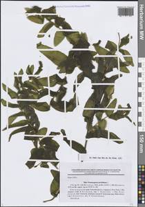 Рдест пронзеннолистный, Рдест стеблеобъемлющий L., Сибирь, Центральная Сибирь (S3) (Россия)