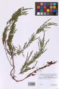 Вереск обыкновенный (L.) Hull, Восточная Европа, Московская область и Москва (E4a) (Россия)