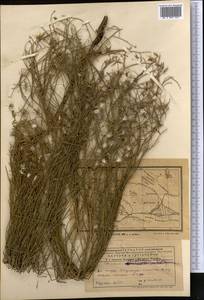 Хондрилла Боссэ Iljin, Средняя Азия и Казахстан, Муюнкумы, Прибалхашье и Бетпак-Дала (M9) (Казахстан)