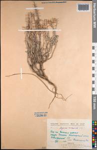 Odontarrhena tortuosa subsp. tortuosa, Средняя Азия и Казахстан, Северный и Центральный Казахстан (M10) (Казахстан)