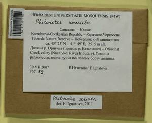 Philonotis seriata Mitt., Гербарий мохообразных, Мхи - Северный Кавказ и Предкавказье (B12) (Россия)