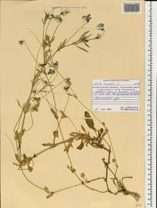 Фиалка трехцветная, Анютины глазки L., Восточная Европа, Северный район (E1) (Россия)