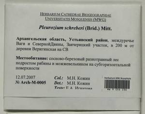 Pleurozium schreberi (Willd. ex Brid.) Mitt., Гербарий мохообразных, Мхи - Архангельская и Вологодская области, Коми, Ненецкий АО (B7) (Россия)