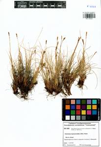 Carex myosuroides Vill., Сибирь, Центральная Сибирь (S3) (Россия)