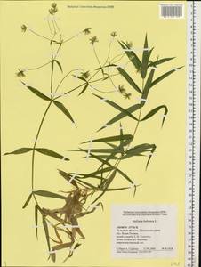Rabelera holostea (L.) M. T. Sharples & E. A. Tripp, Восточная Европа, Центральный район (E4) (Россия)