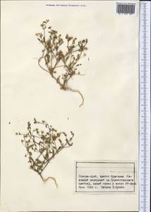 Caryophyllaceae, Средняя Азия и Казахстан, Памир и Памиро-Алай (M2) (Таджикистан)