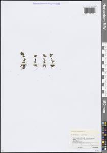 Камнеломка трехпалая, Камнеломка трехпальчатая L., Кавказ, Краснодарский край и Адыгея (K1a) (Россия)