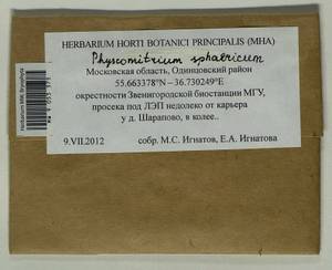 Physcomitrium sphaericum (C. Ludw.) Brid., Гербарий мохообразных, Мхи - Москва и Московская область (B6a) (Россия)