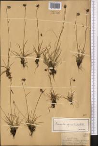 Ожига колосистая (L.) DC., Средняя Азия и Казахстан, Джунгарский Алатау и Тарбагатай (M5) (Казахстан)