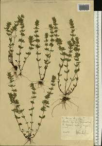 Пахучка полевая, Щебрушка полевая (L.) Kuntze, Восточная Европа, Северо-Украинский район (E11) (Украина)