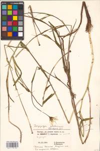 Козлобородник Горского Rchb. fil., Восточная Европа, Литва (E2a) (Литва)