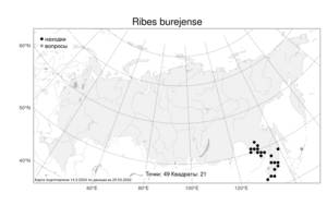 Ribes burejense, Смородина буреинская F. Schmidt, Атлас флоры России (FLORUS) (Россия)