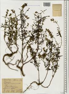 Чистец грузинский, Чистец иберийский M.Bieb., Кавказ, Грузия (K4) (Грузия)