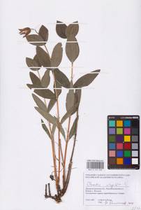 Ломонос цельнолистный L., Восточная Европа, Южно-Украинский район (E12) (Украина)