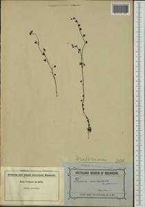 Drosera peltata subsp. auriculata (Backh. ex Planch.) Conn, Австралия и Океания (AUSTR) (Австралия)