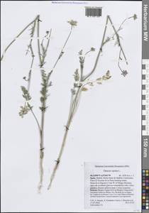 Морковь обыкновенная, Морковь дикая L., Западная Европа (EUR) (Испания)