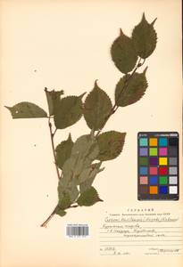 Prunus nipponica var. kurilensis (Miyabe) E. H. Wilson, Сибирь, Дальний Восток (S6) (Россия)