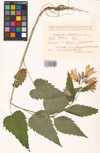 Колокольчик крапиволистный L., Восточная Европа, Латвия (E2b) (Латвия)