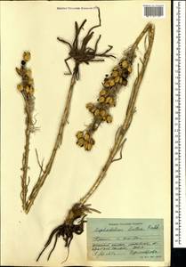 Асфоделина желтая (L.) Rchb., Крым (KRYM) (Россия)